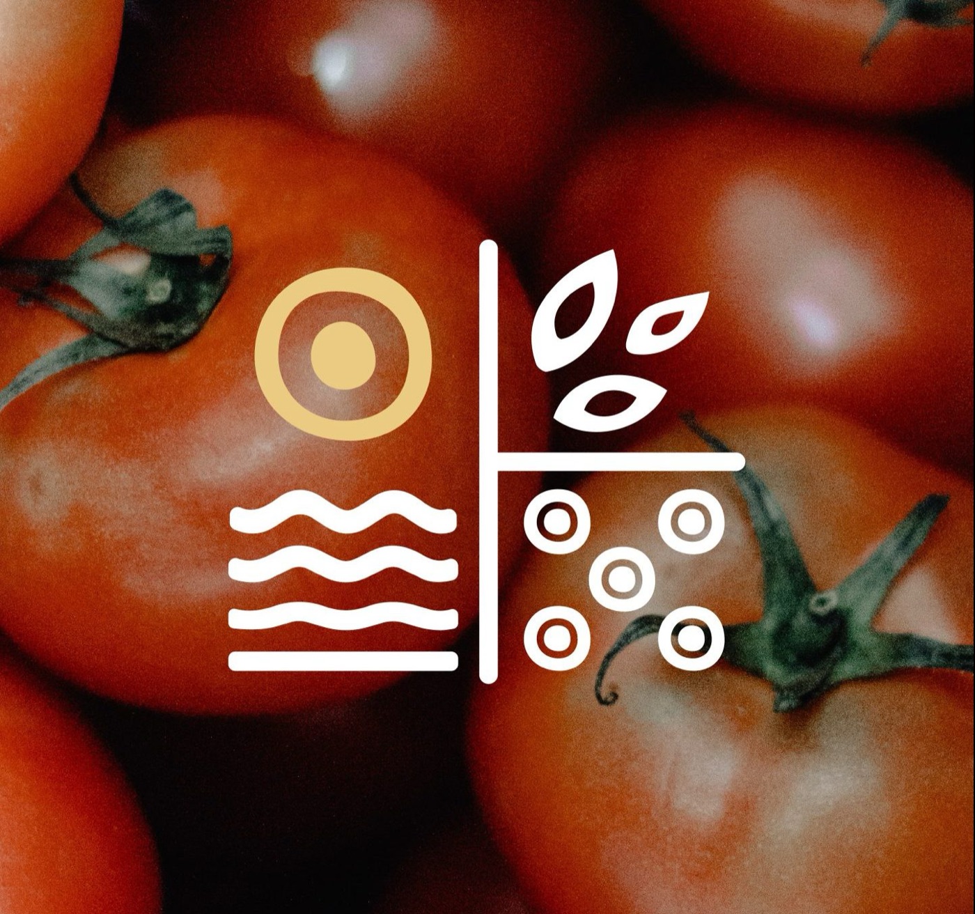 Pummadore, il progetto